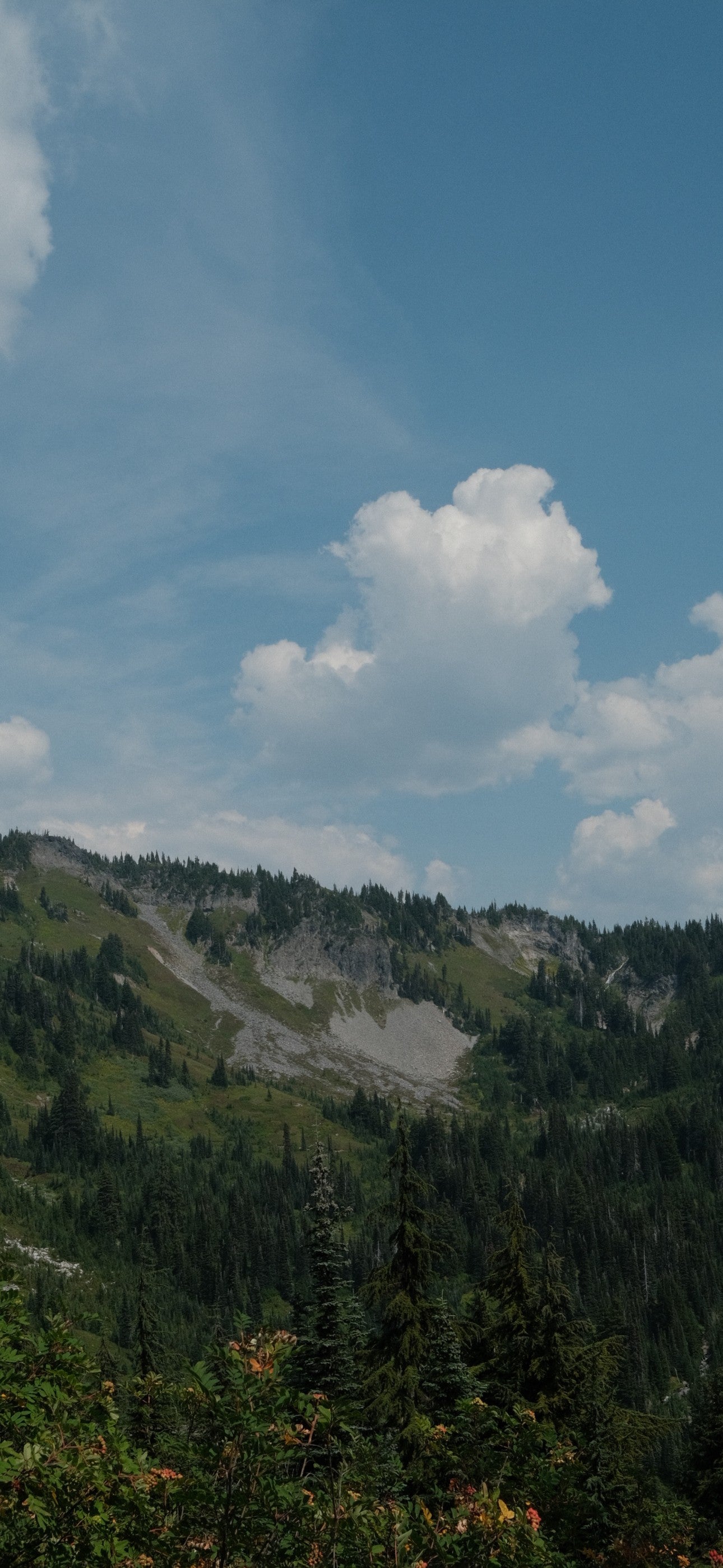 Bozh Editions — Paradise Valley