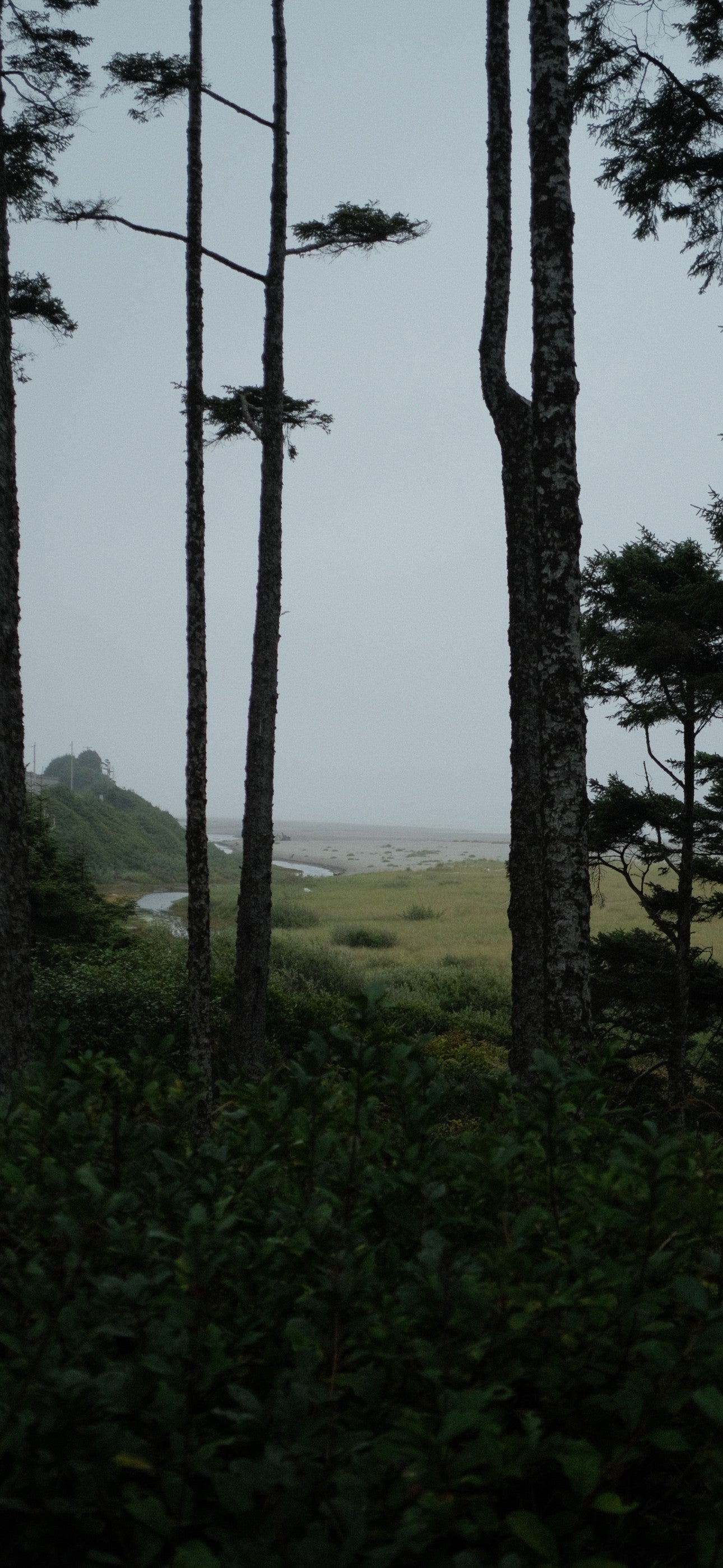 Bozh Editions — Seabrook